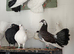 Exhibition fantail doves