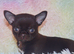 EXTENSIVELY HEALTH TESTED KC REG CHIHUAHUAS