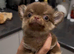chocolate tan chihuahua puppy for sale