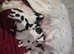 English springer spaniel