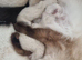 4 beautiful pure Ragdoll kittens