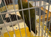Love bird