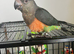 Babys Senegal parrots