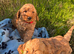 Cockapoo boy puppy