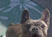 Frenchyxamerican bully