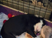 Boarder collie pups