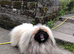 KC PEKINGESE PUPPYS AVAILABLE Now!!!