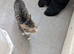 female tabby kitten needs rehoming