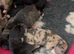 Pocket bully x Staffie pups