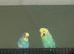 Male and female budgie need new home