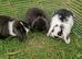 Mini Lops Ready Now