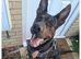 Big handsome boy for sale - TYSON