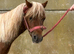 5yr old Unregistered Miniature Shetland Mare