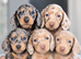 Beautiful mini dachshund