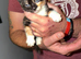 Mixed breed kittens