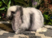 Pure bred mini lops