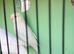 Hi canary&rsquo;s for sale