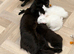 Beautiful playful kitten looking for his forever home