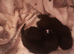 Mummy is siamese daddy black and white