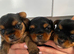 Yorkshire Terrier puppies
