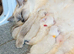 TICA Blue Bicolor/Mitted Ragdoll kittens