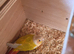 Breeding pair of sun dilute parrots
