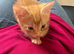 Gorgeous Kittens For Sale