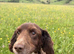 Perfect family Dog looking for a retirement home