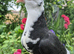 Stunning hand reared pet pigeon
