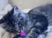 Two pedigree Maine Coon males for adoption