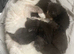 Male Ragdoll x Maine Coon Kitten