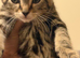 Tabby kittens️