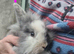 Lionhead x Lop doe