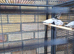 Zebra finches