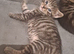 X4 fluffy Siberian x tabby kittens