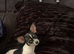 Beautiful chihuahua