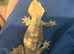 3 female crested geckos