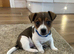Traditional mini Jack Russell pups