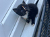 Cute kittens available for adoption