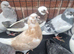 Beautiful Quality Pigeons &ndash; Ready for New Homes