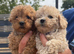 Beautiful Toy Poodle Puppies !!READY NOW!!