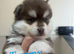 Pomsky Puppy's are ready to leave now