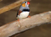 Zebra Finches for sale,10
