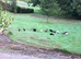 Indian runner ducks and drakes