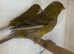 2 Young male canaries available.