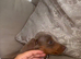 Gorgeous Isabella Dachshund Boys