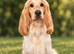 Cocker spaniel for stud