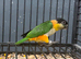Hand Reared Baby Black Headed Caiques