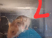 I have 3 Syrian hamster for sale