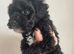 Toy cockapoo puppies